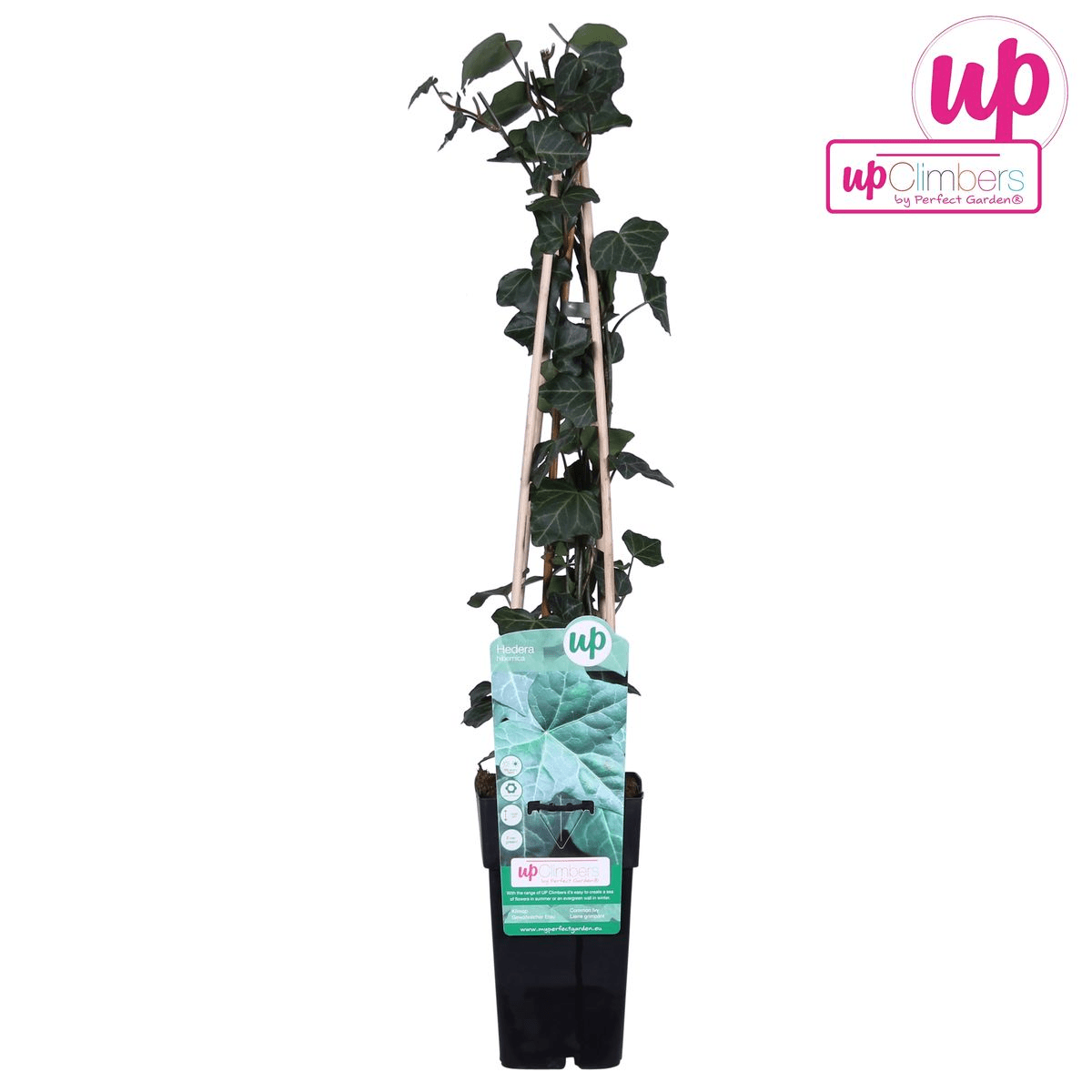 Hedera Hibernica P 15 H 65 cm - 6645 - PlantenShop24