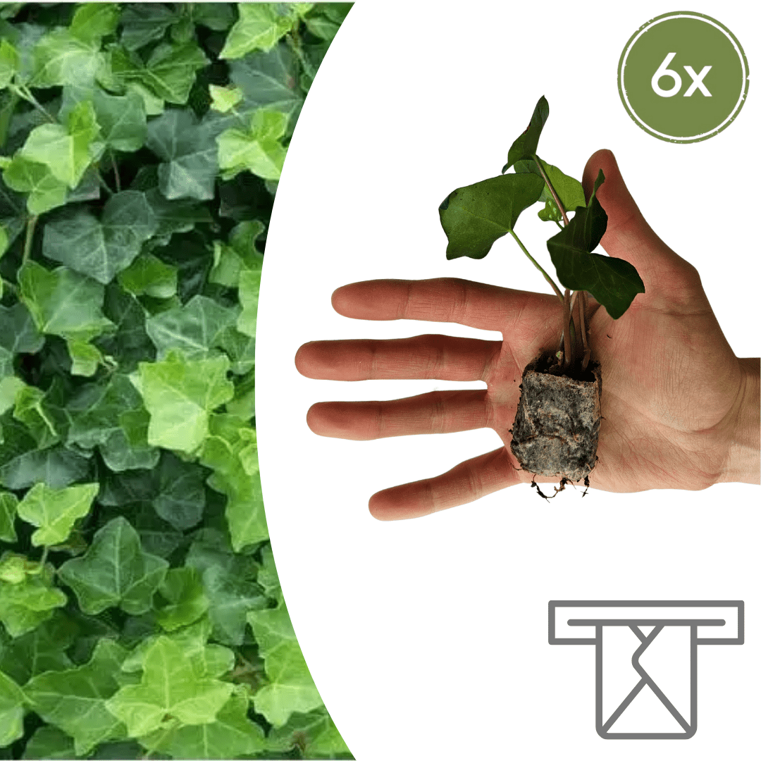 Hedera Zelf Kweken (plug) (6 stuks) potmaat 3 cm hoogte 4 cm - 49095 - PlantenShop24