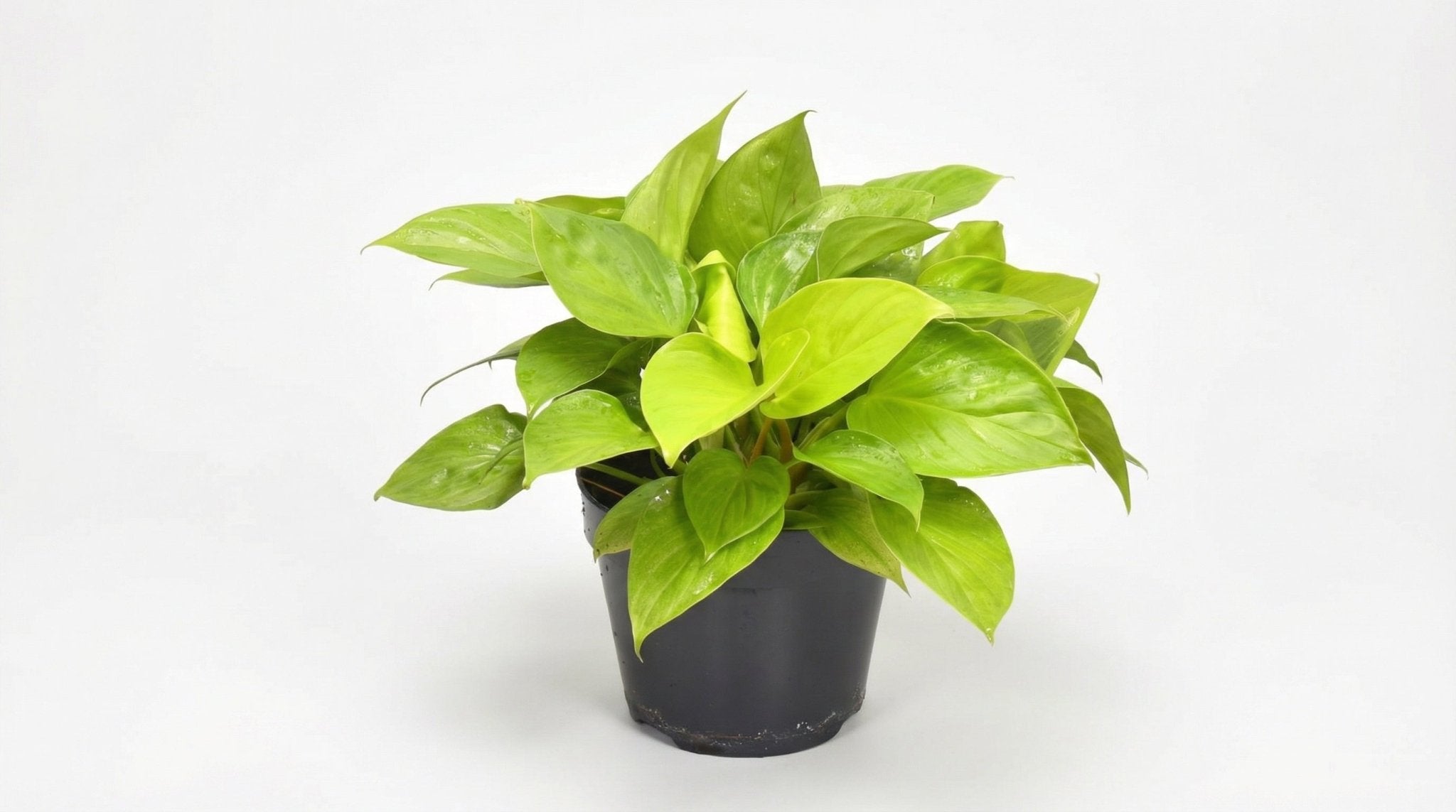 Homalomena Lemon Lime P 15 H 30 cm - 16198 - PlantenShop24