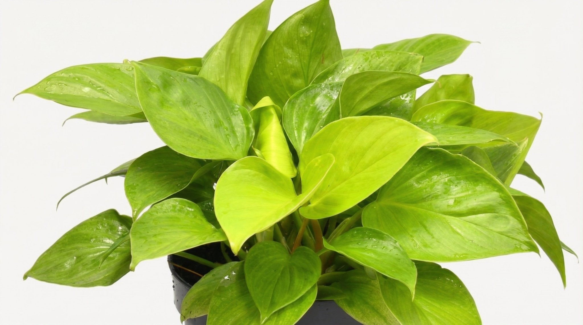 Homalomena Lemon Lime P 15 H 30 cm - 16198 - PlantenShop24