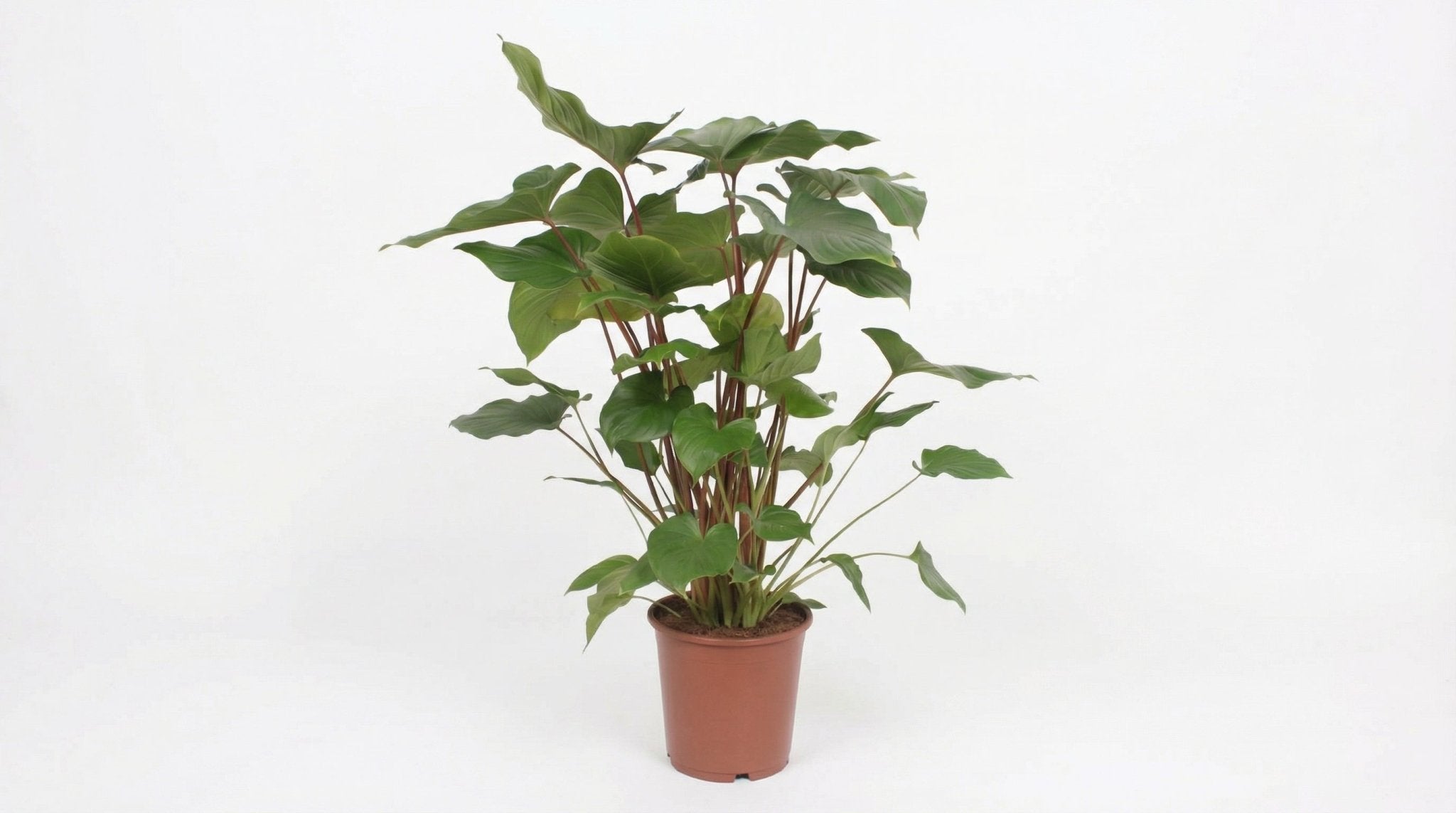 Homalomena Rubescens 'Maggy' P 24 H 90 cm - 10069 - PlantenShop24