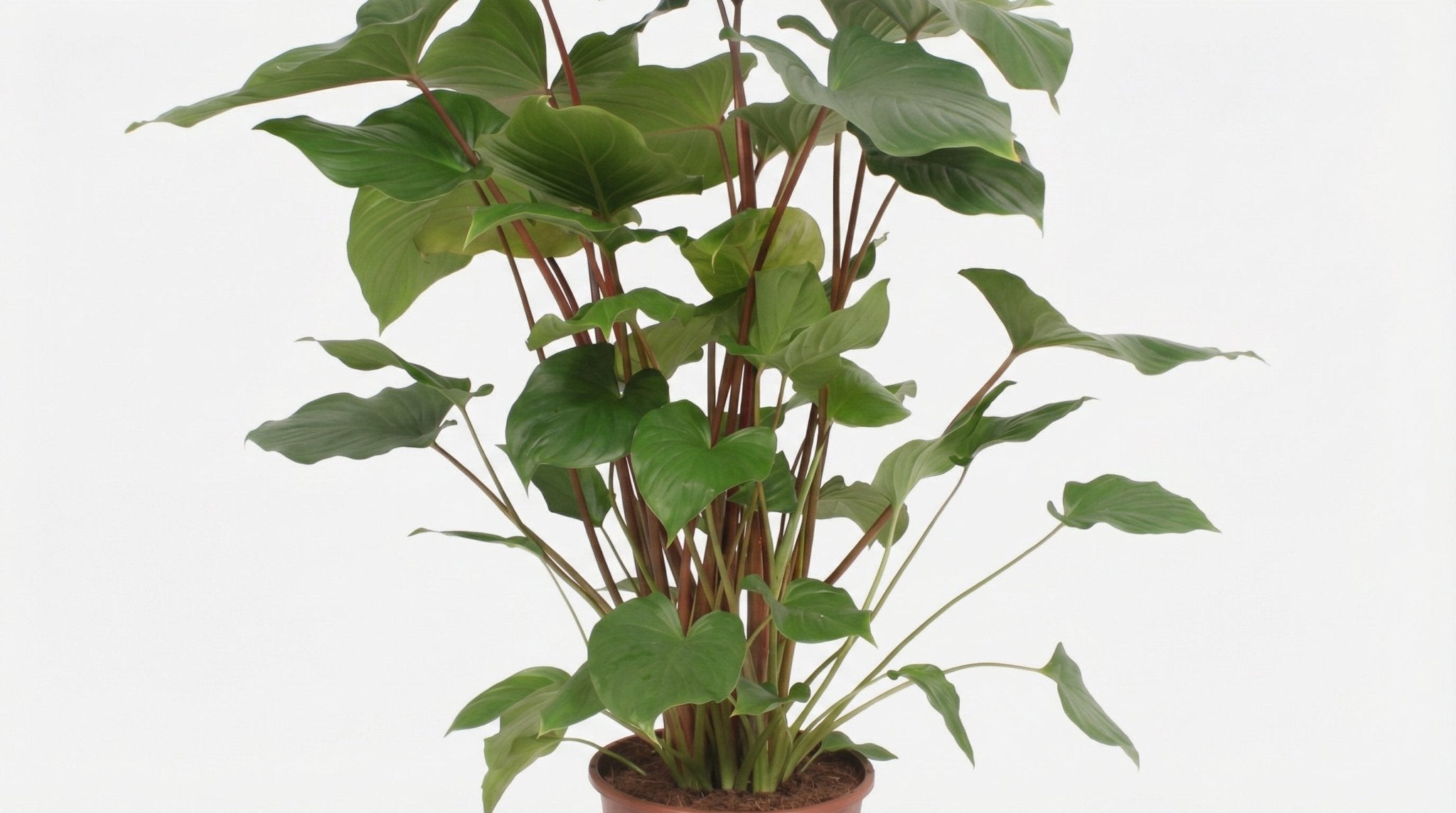 Homalomena Rubescens 'Maggy' P 24 H 90 cm - 10069 - PlantenShop24