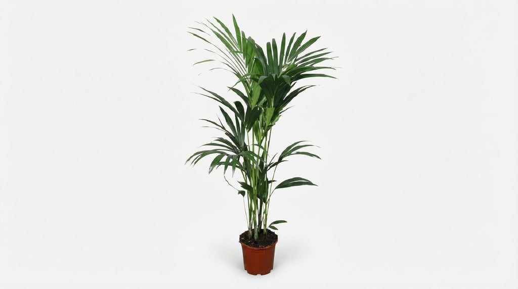 Howea Forsteriana H 120 cm - 2897 - PlantenShop24