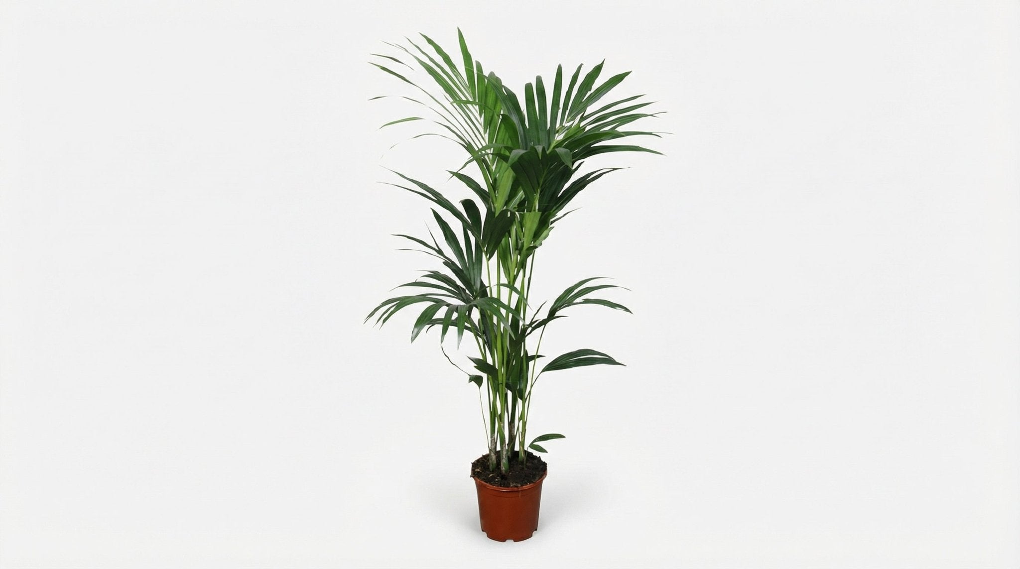 Howea Forsteriana H 120 cm - 2897 - PlantenShop24