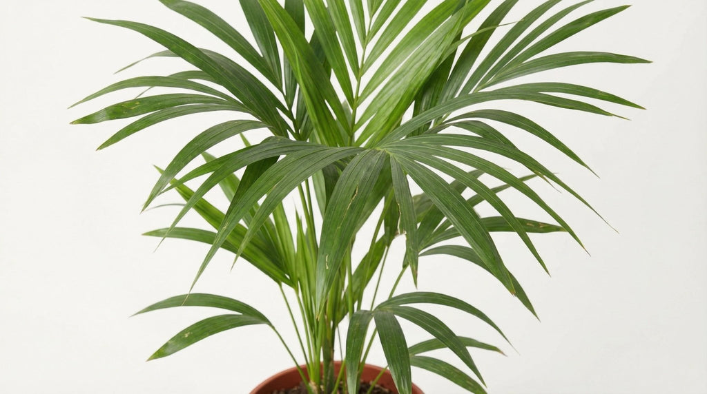 Howea Forsteriana H 120 cm - 2897 - PlantenShop24