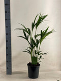 Howea Forsteriana P 19 H 90 cm - 18063 - PlantenShop24