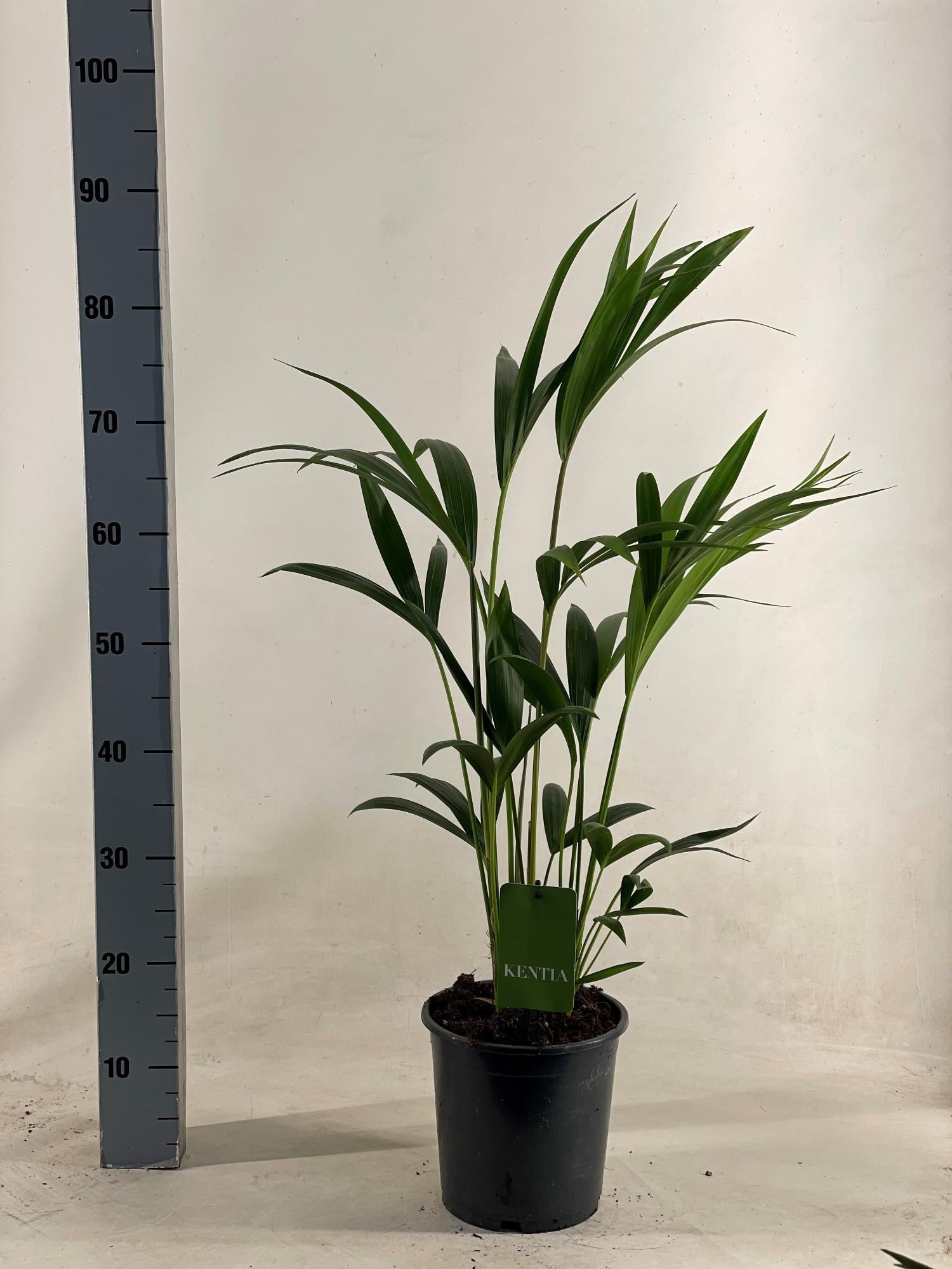 Howea Forsteriana P 19 H 90 cm - 18063 - PlantenShop24