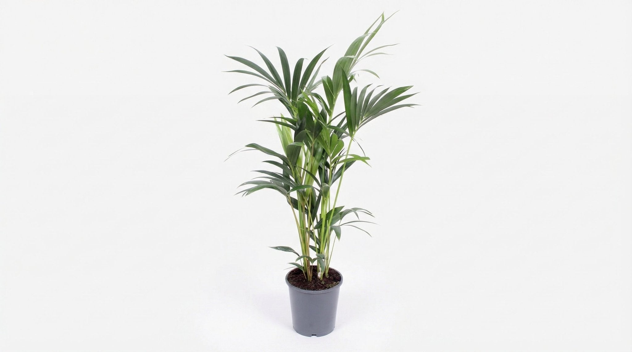 Howea Forsteriana P 21 H 120 cm - 10205 - PlantenShop24