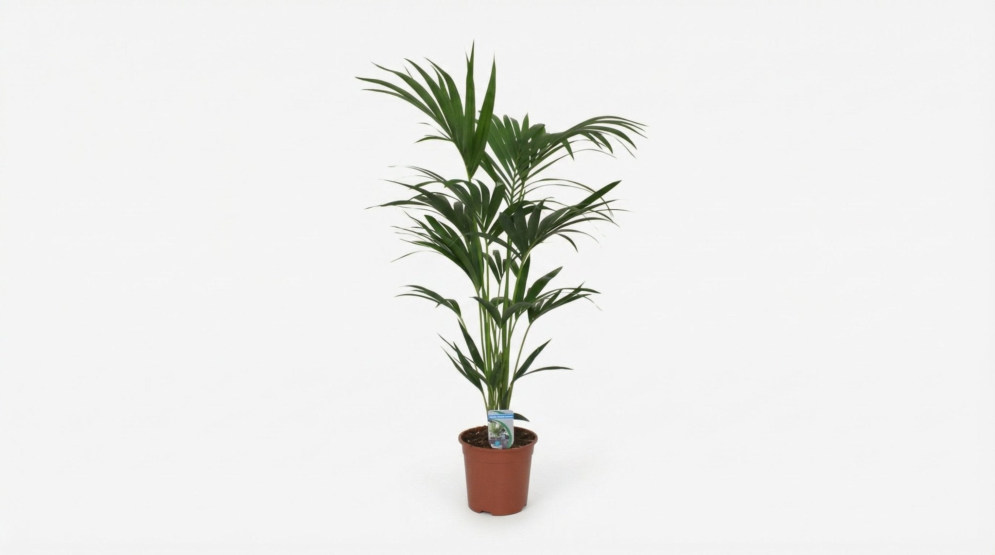 Howea Forsteriana P 21 H 120 cm - 5240 - PlantenShop24