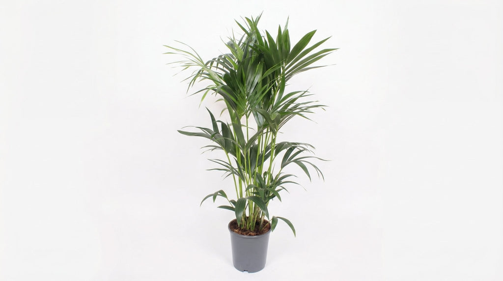 Howea Forsteriana P 24 H 120 cm - 10207 - PlantenShop24