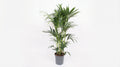 Howea Forsteriana P 24 H 120 cm - 10207 - PlantenShop24