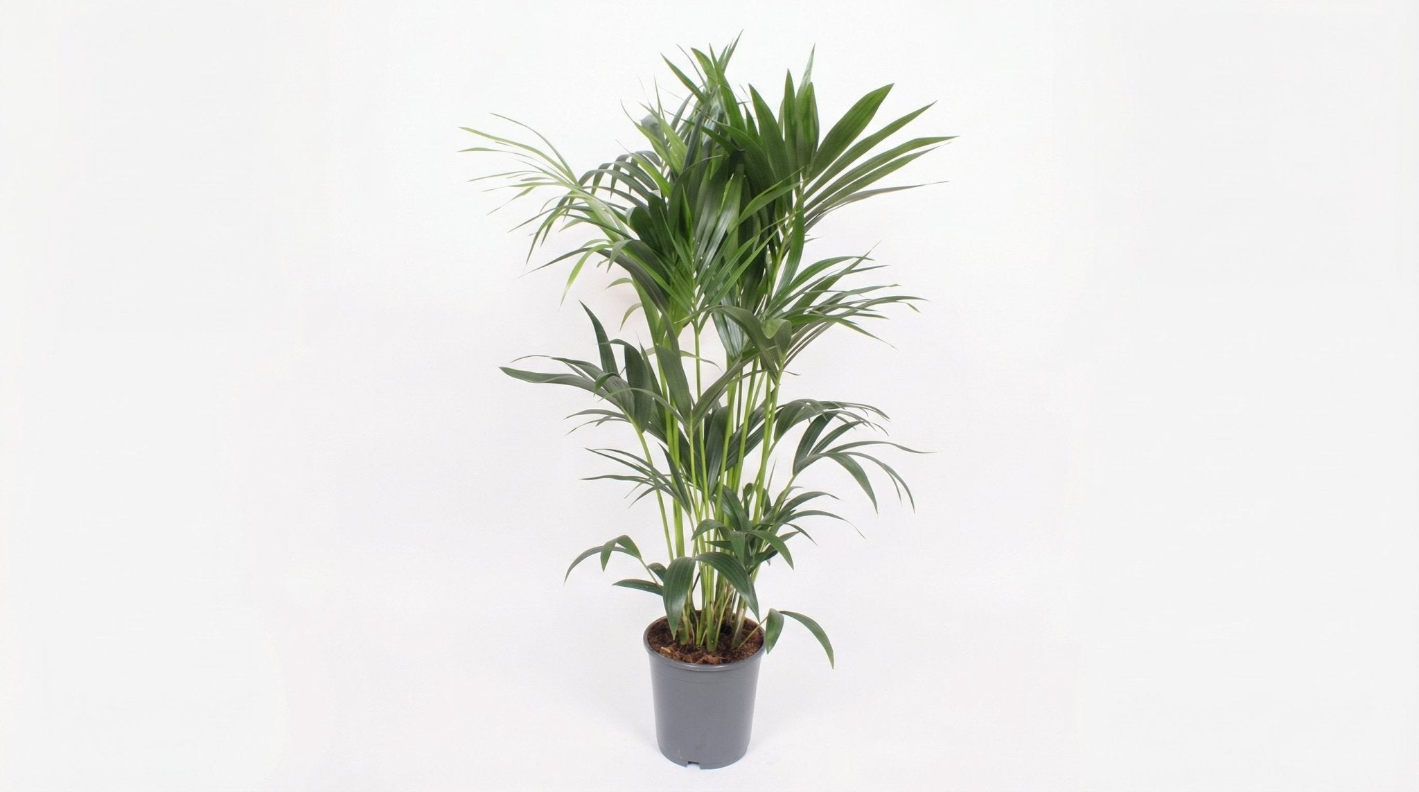 Howea Forsteriana P 24 H 120 cm - 10207 - PlantenShop24