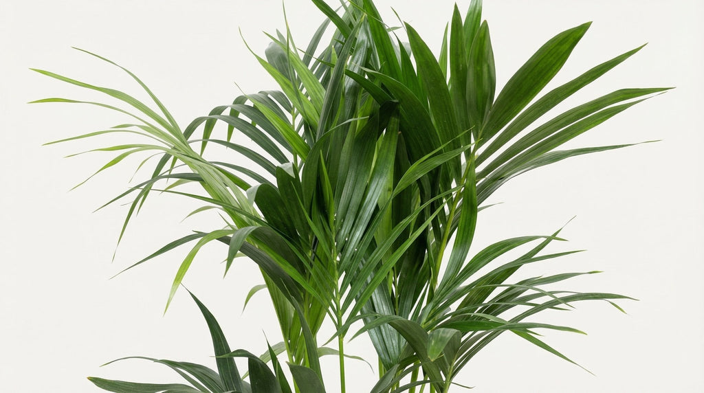 Howea Forsteriana P 24 H 120 cm - 10207 - PlantenShop24