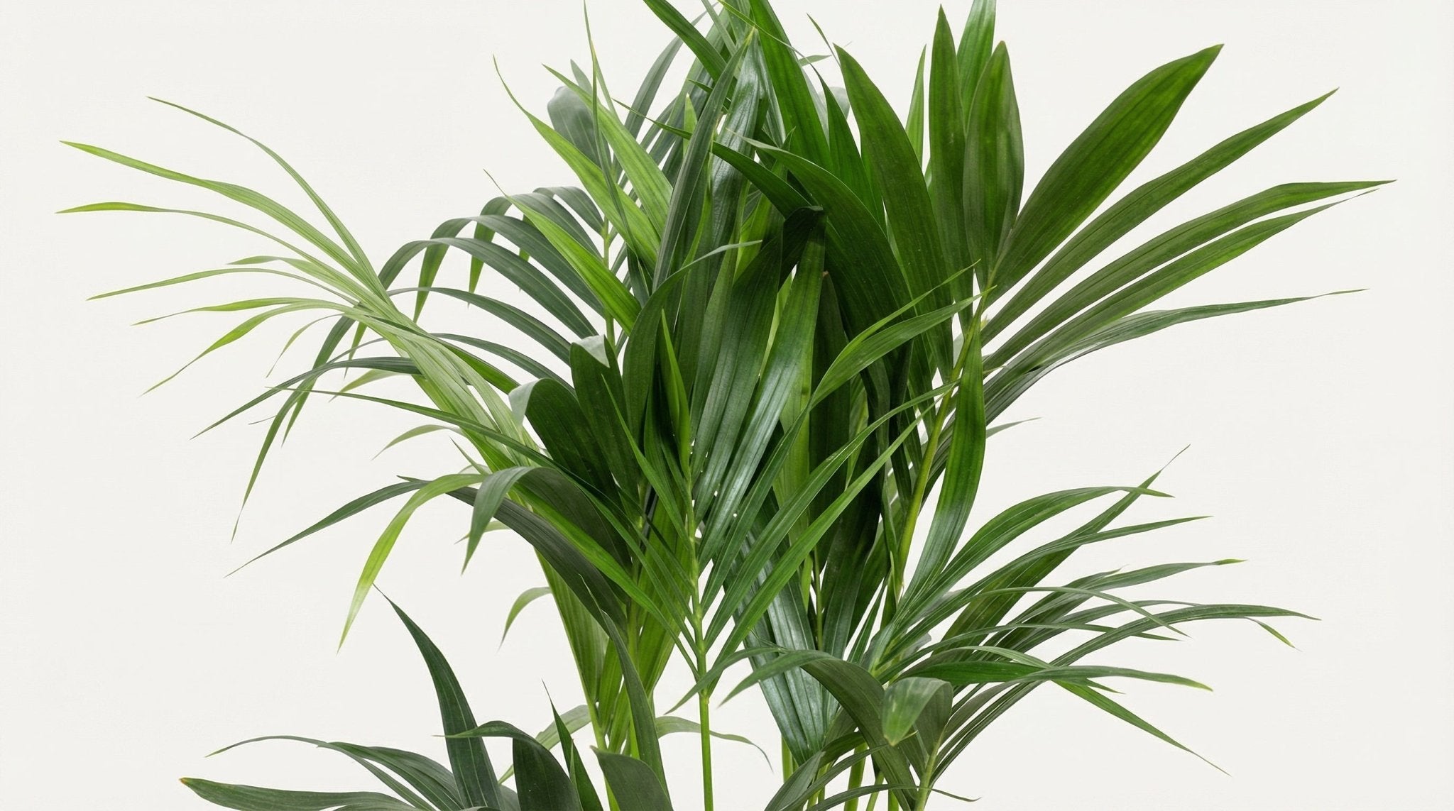Howea Forsteriana P 24 H 120 cm - 10207 - PlantenShop24