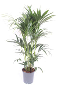 Howea Forsteriana P 24 H 130 cm - 10943 - PlantenShop24