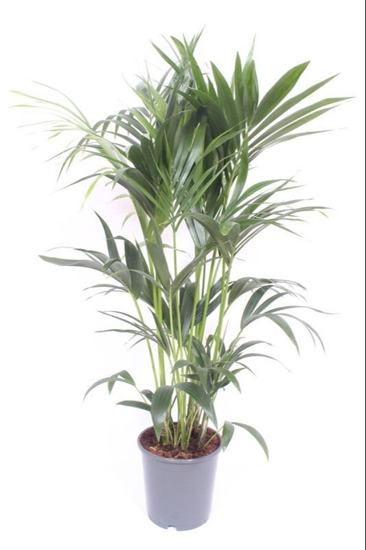 Howea Forsteriana P 24 H 130 cm - 10943 - PlantenShop24