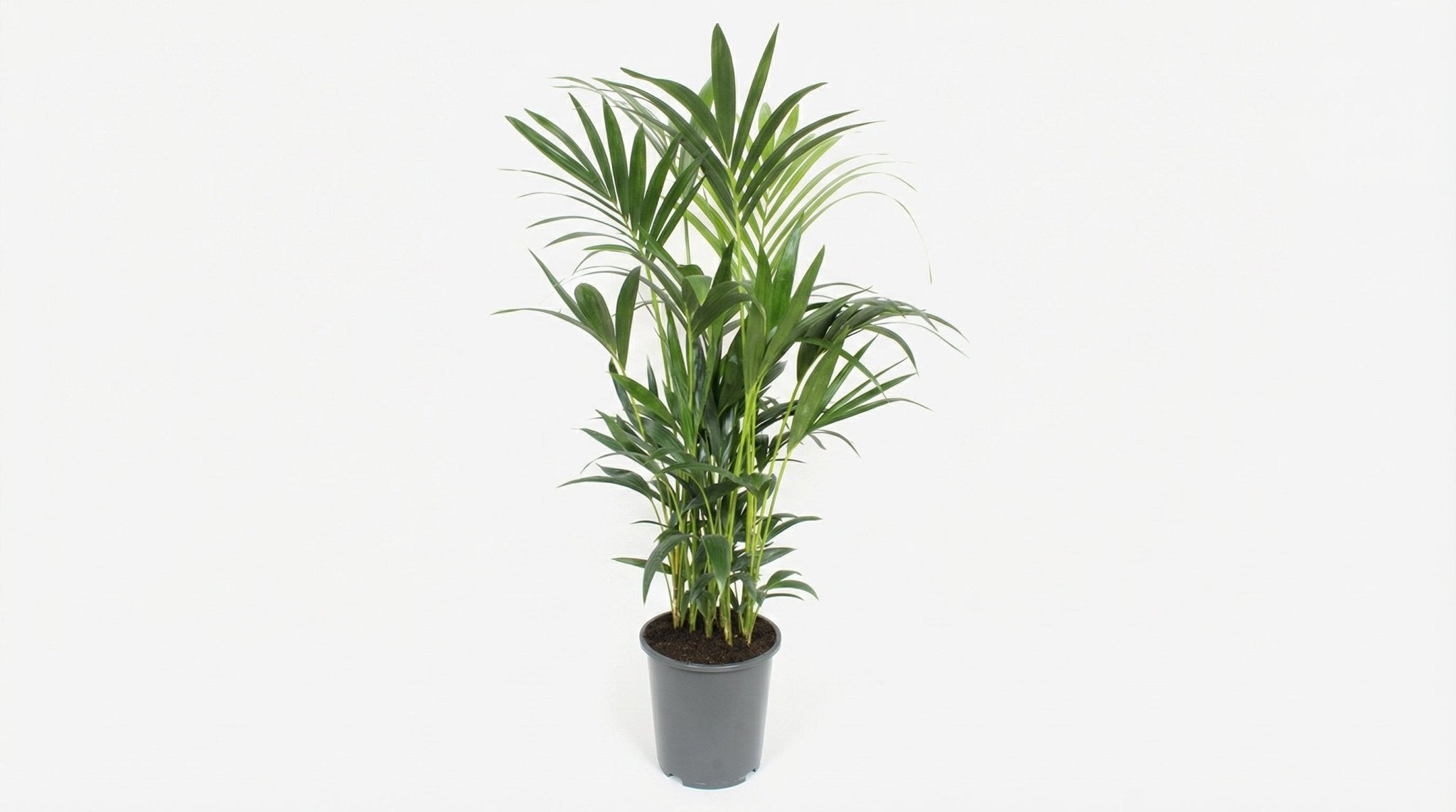 Howea Forsteriana P 27 H 120 cm - 10135 - PlantenShop24