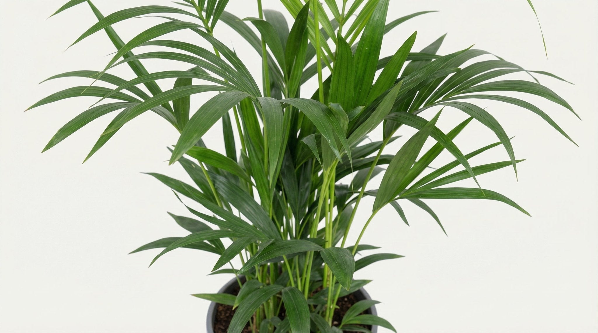 Howea Forsteriana P 27 H 120 cm - 10135 - PlantenShop24
