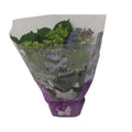 Hydrangea Blauw P 14 H 35 cm - 17966 - PlantenShop24