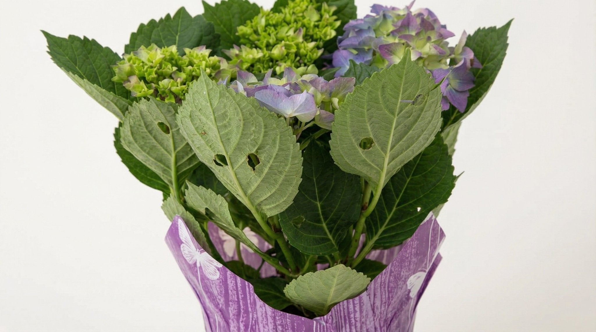 Hydrangea Blauw P 14 H 35 cm - 17966 - PlantenShop24