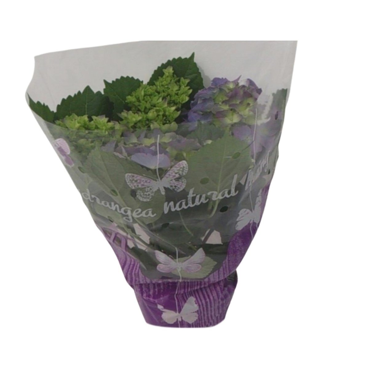 Hydrangea Blauw P 14 H 35 cm - 17966 - PlantenShop24