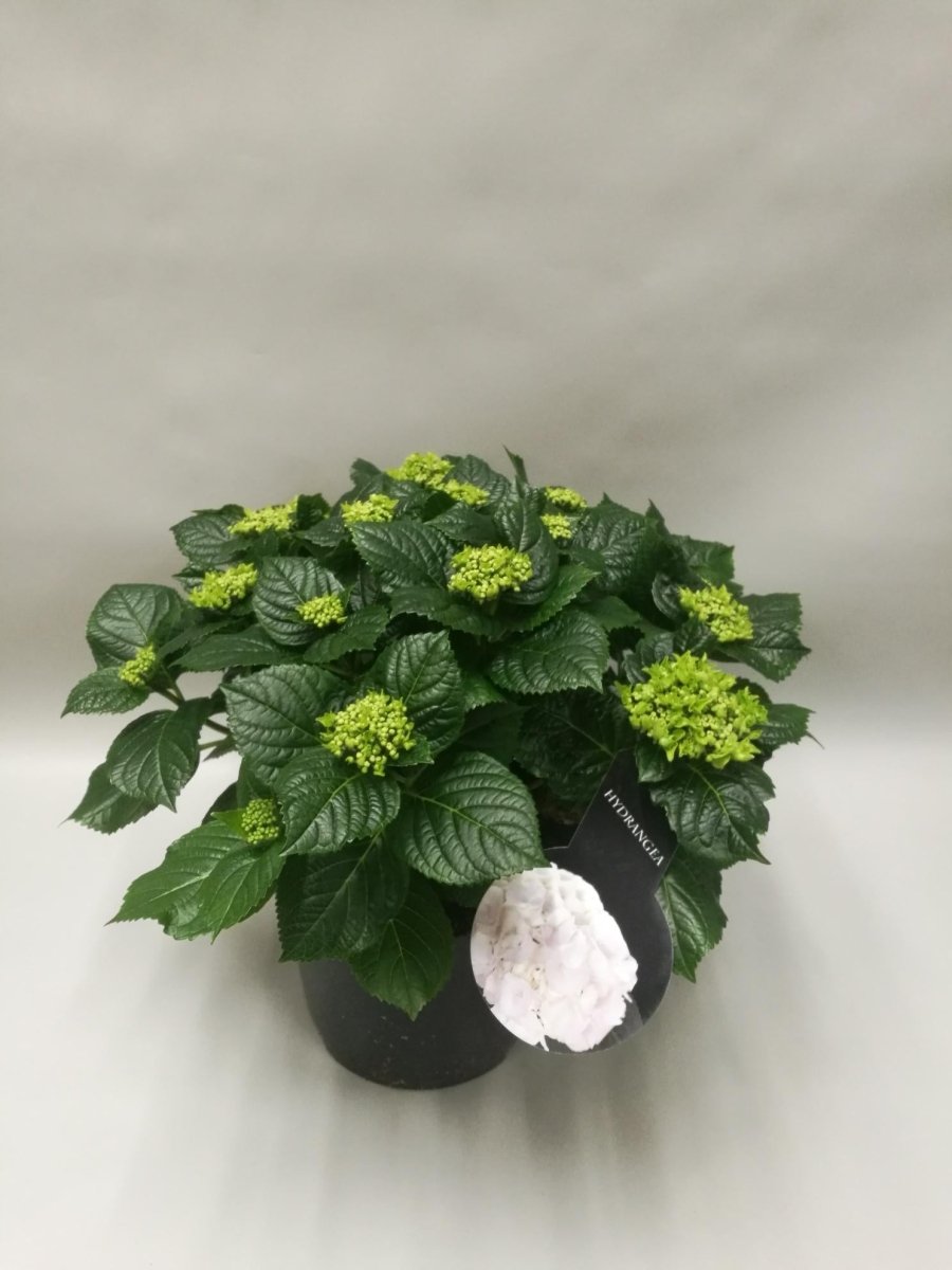 Hydrangea 'Crystal Palace' P 23 H 45 cm - 29786 - PlantenShop24