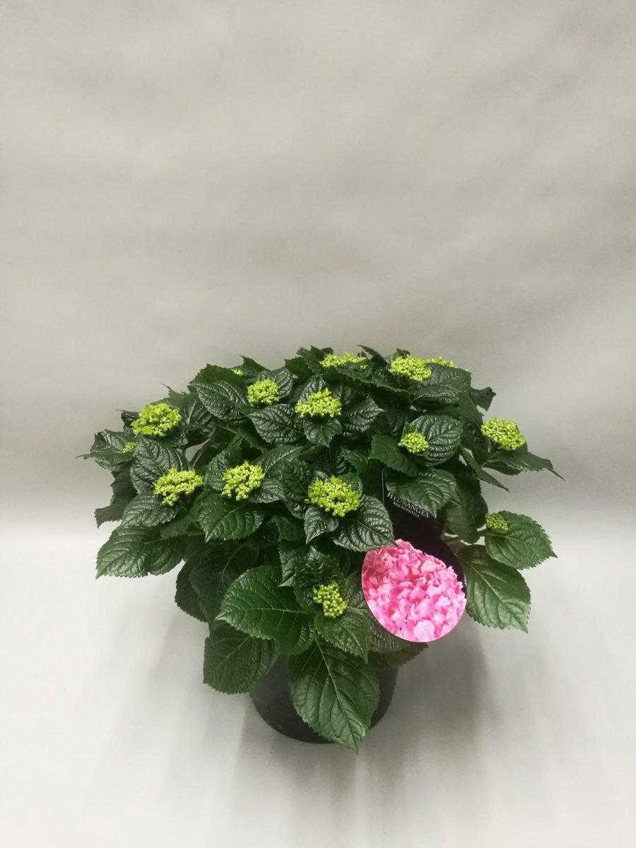 Hydrangea Early Rosa P 23 H 45 cm - 29784 - PlantenShop24