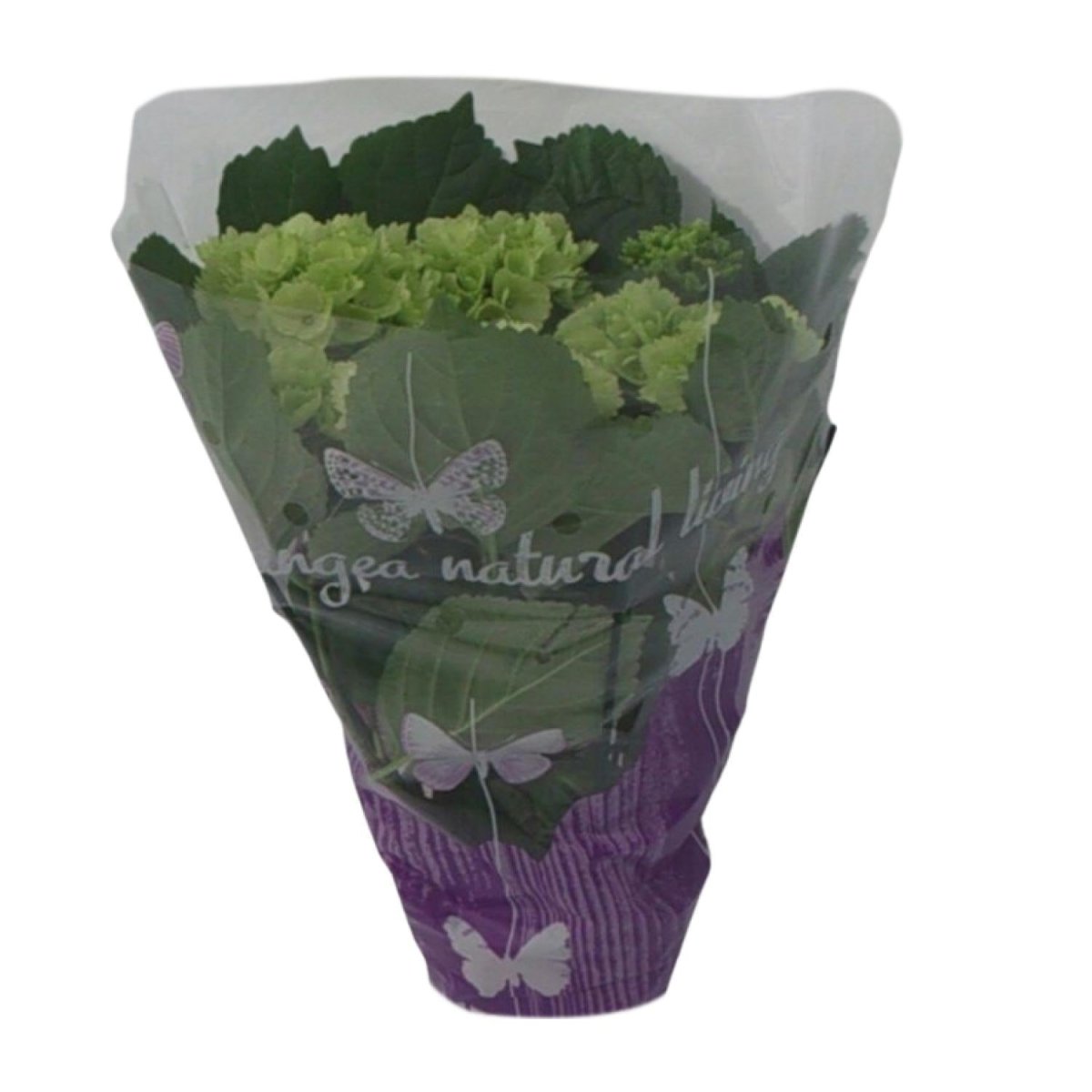 Hydrangea Wit P 14 H 35 cm - 17964 - PlantenShop24