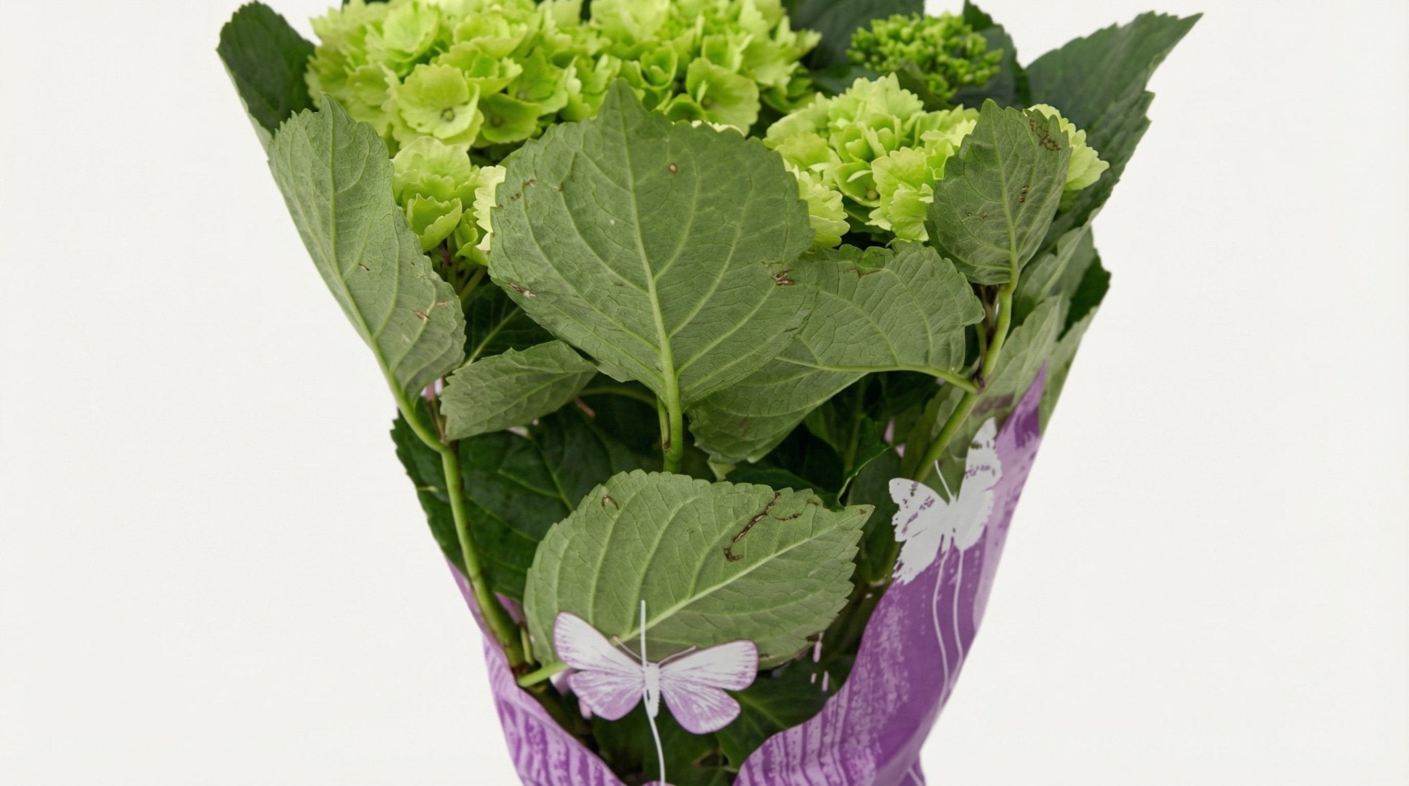 Hydrangea Wit P 14 H 35 cm - 17964 - PlantenShop24