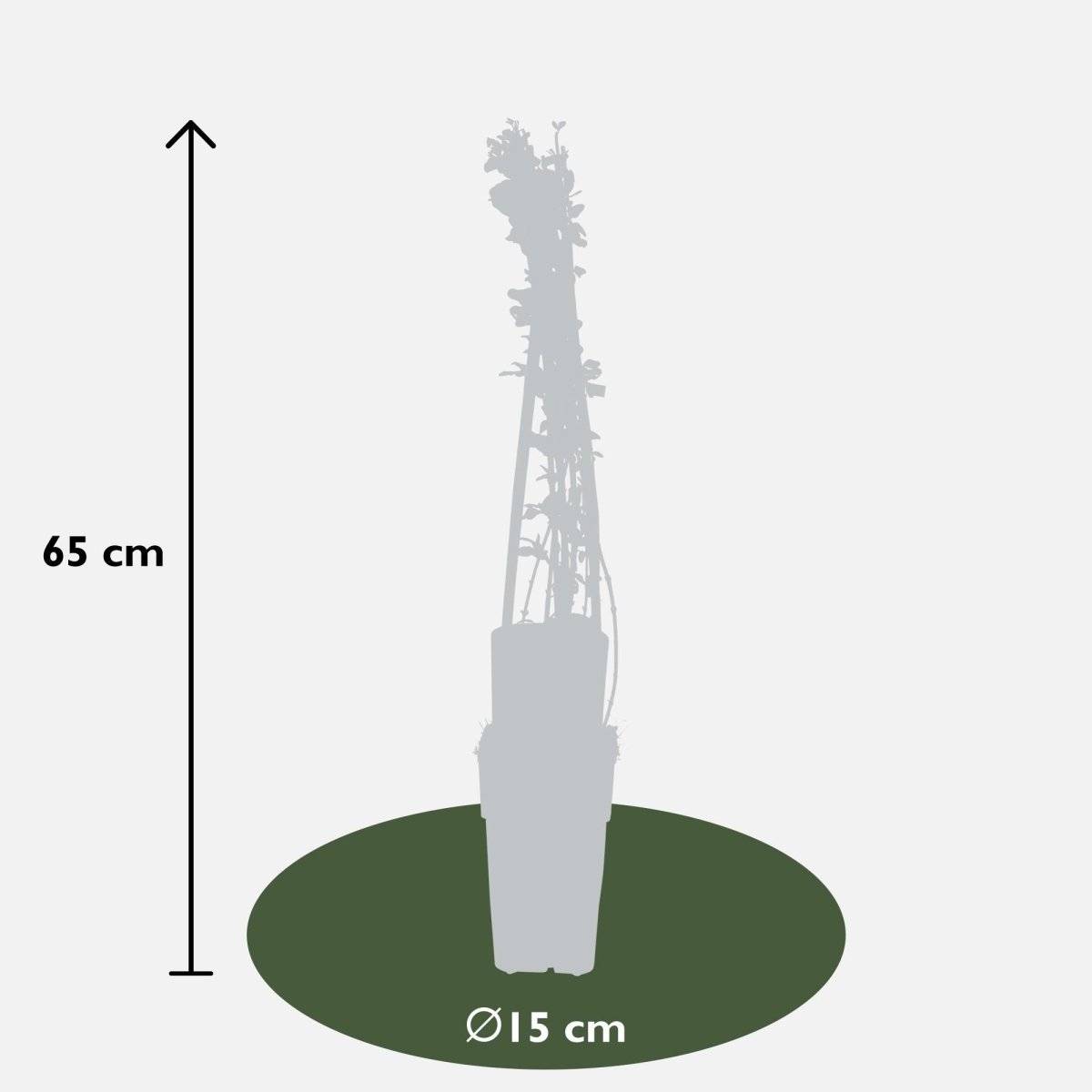 Jasminum Nudiflorum P 15 H 65 cm - 6652 - PlantenShop24