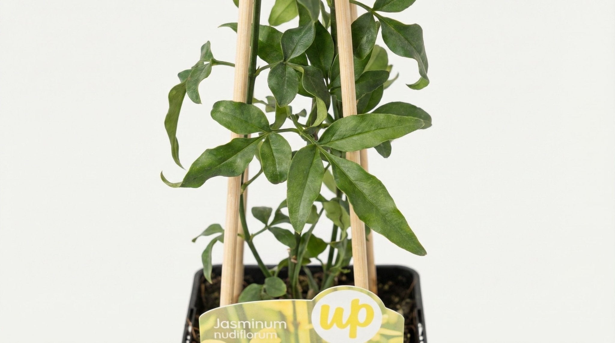 Jasminum Nudiflorum P 15 H 65 cm - 6652 - PlantenShop24