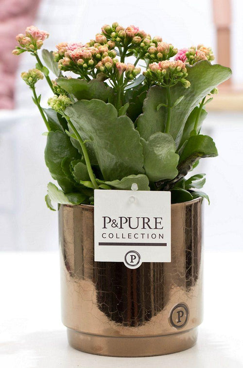 Kalanchoe Pink In P&PURE Juliette Ceramics Goldbronze (met pot) P 12 H 27 cm - 53353 - PlantenShop24