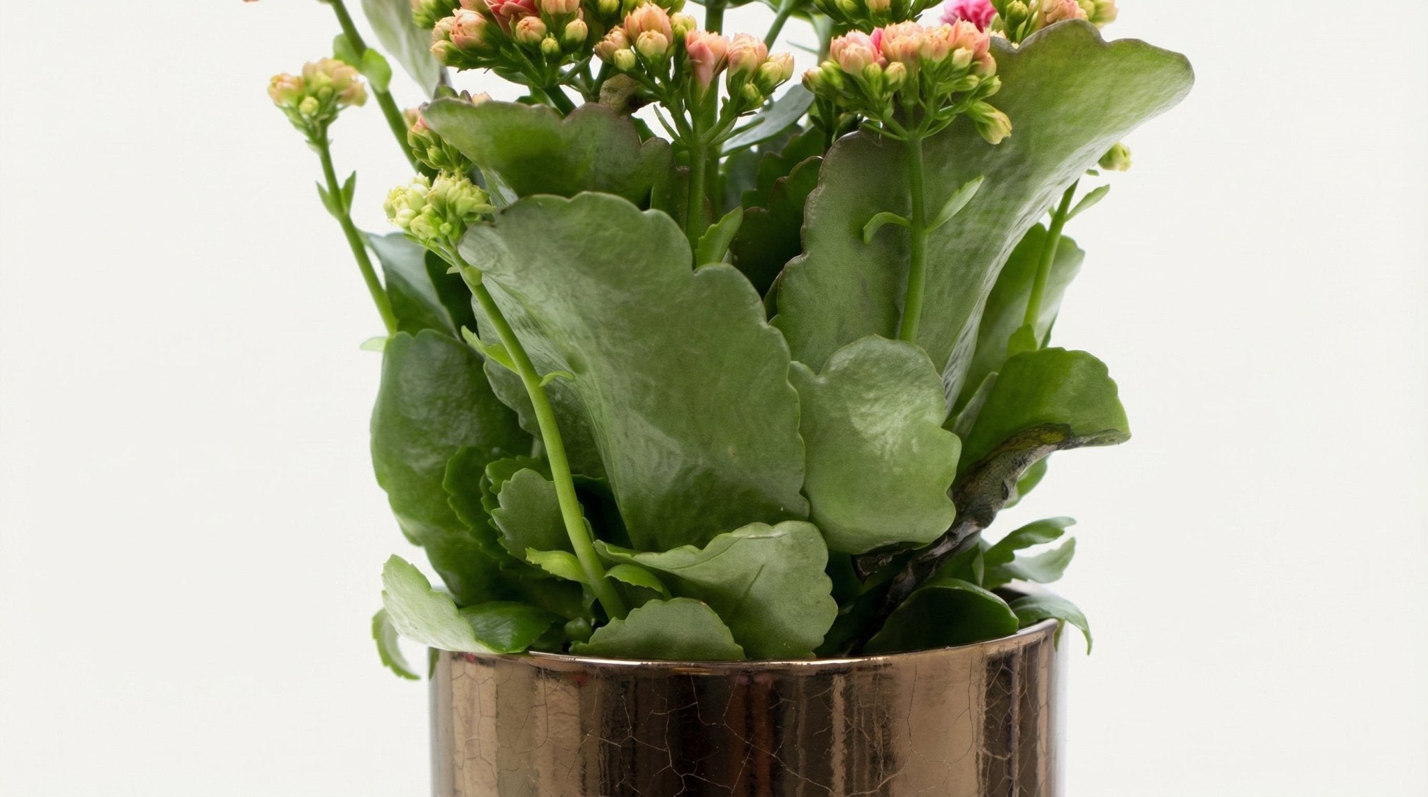 Kalanchoe Pink In P&PURE Juliette Ceramics Goldbronze (met pot) P 12 H 27 cm - 53353 - PlantenShop24