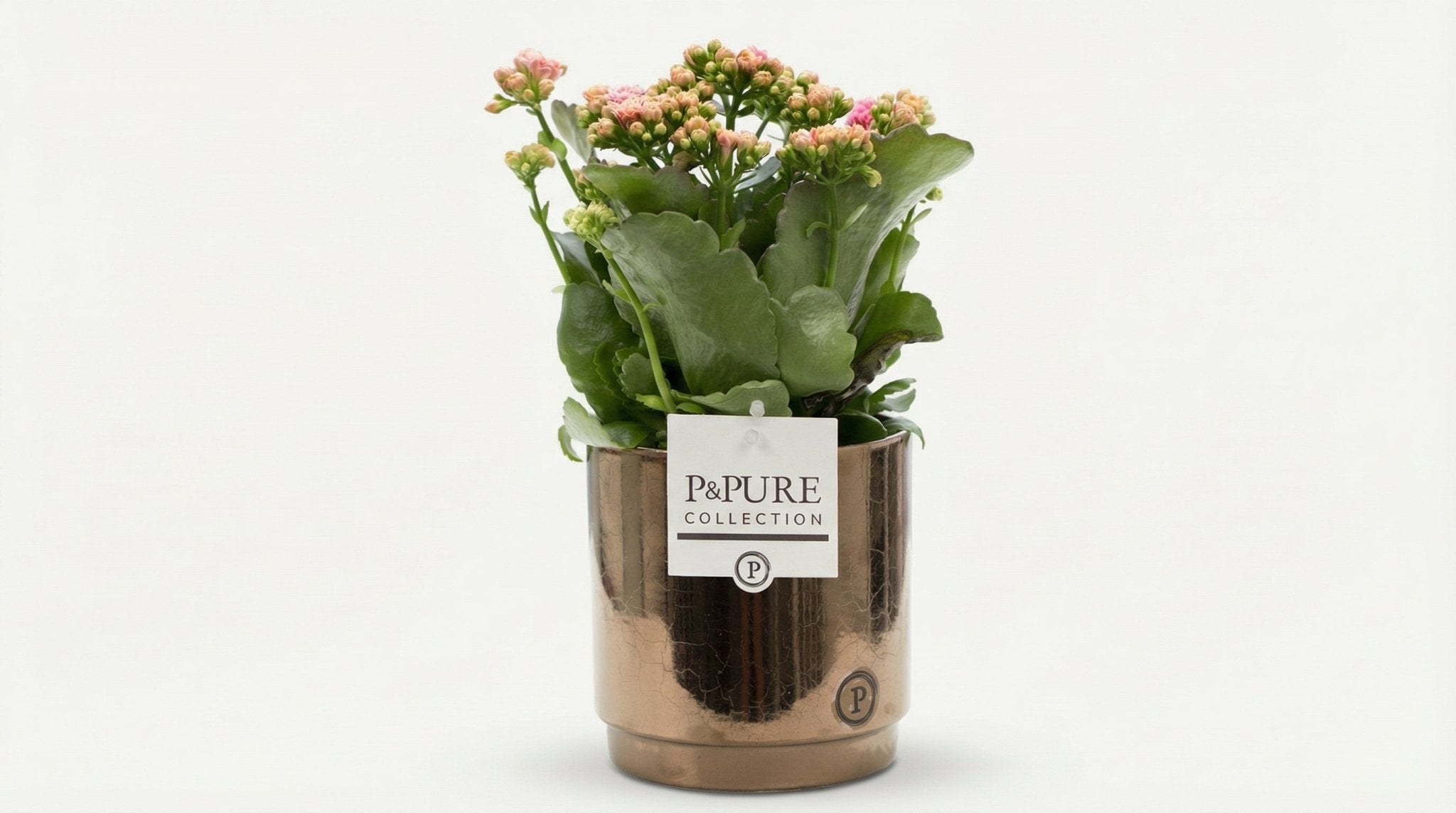 Kalanchoe Pink In P&PURE Juliette Ceramics Goldbronze (met pot) P 12 H 27 cm - 53353 - PlantenShop24