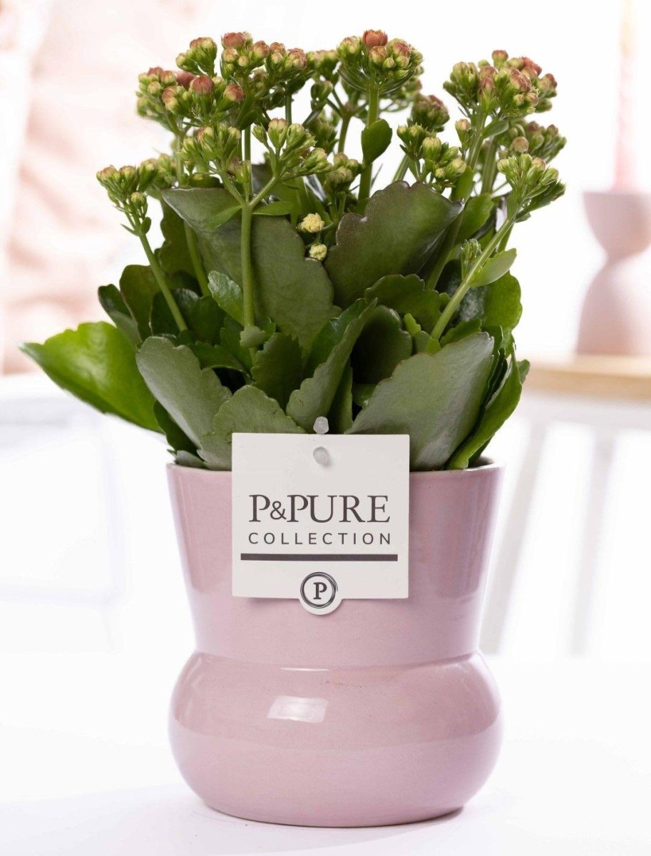 Kalanchoe Pink In P&PURE Plant Vase Maxima Pink P 12 H 27 cm - 53355 - PlantenShop24