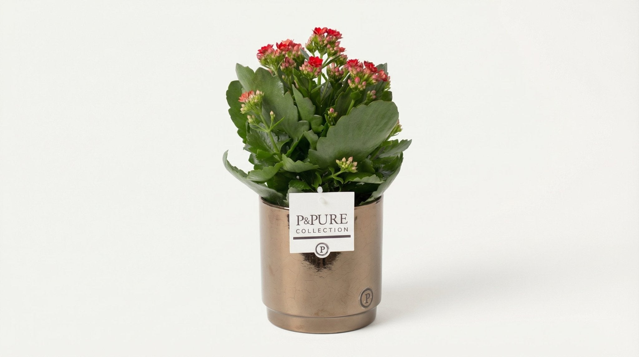 Kalanchoe Red (met pot) P 12 H 27 cm - 53359 - PlantenShop24