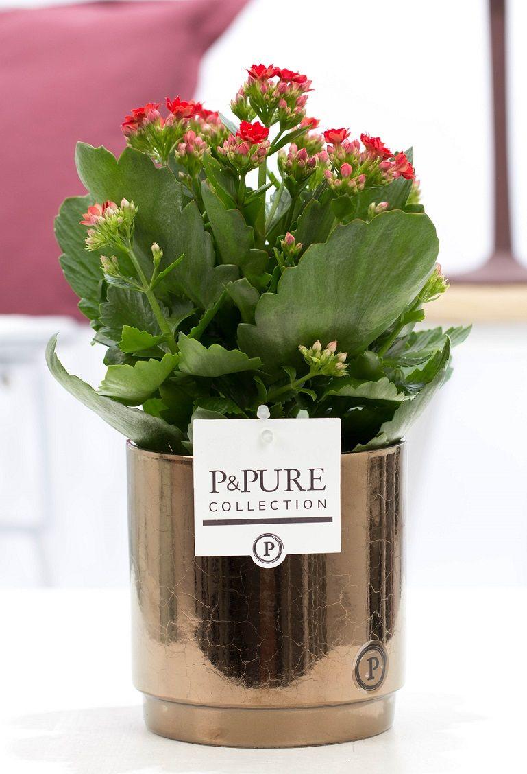Kalanchoe Red (met pot) P 12 H 27 cm - 53359 - PlantenShop24