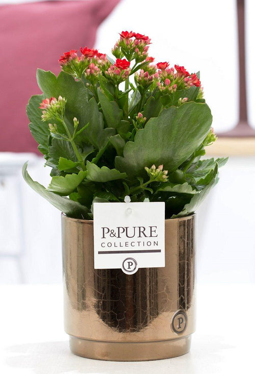 Kalanchoe Red (met pot) P 12 H 27 cm - 53359 - PlantenShop24