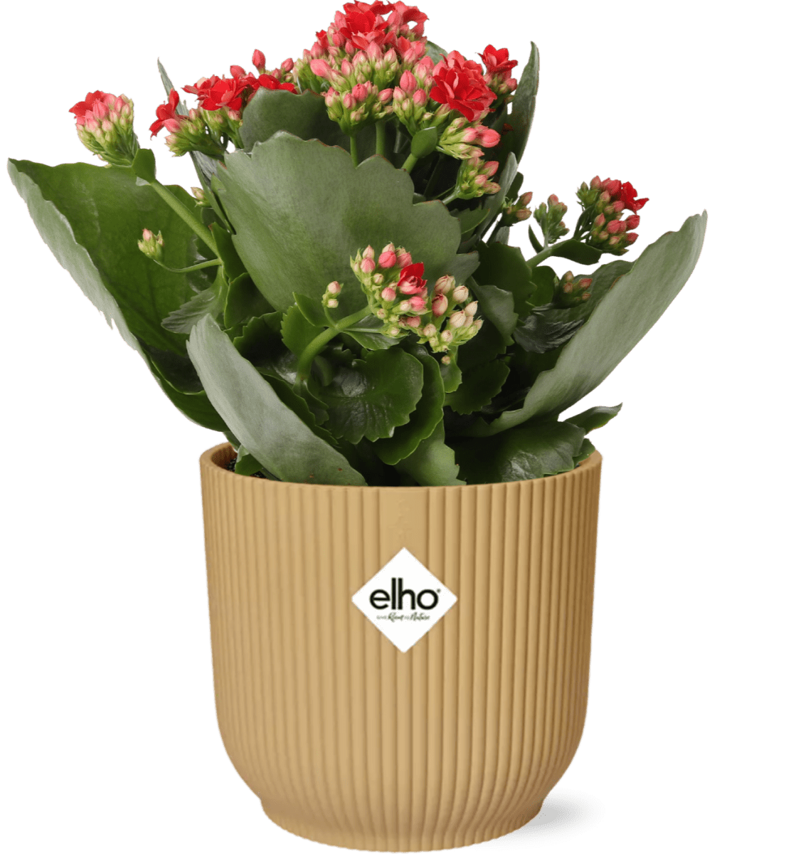 Kalanchoe Rosalina Don Justino Rood (met pot) P 14 cm - 49373 - PlantenShop24