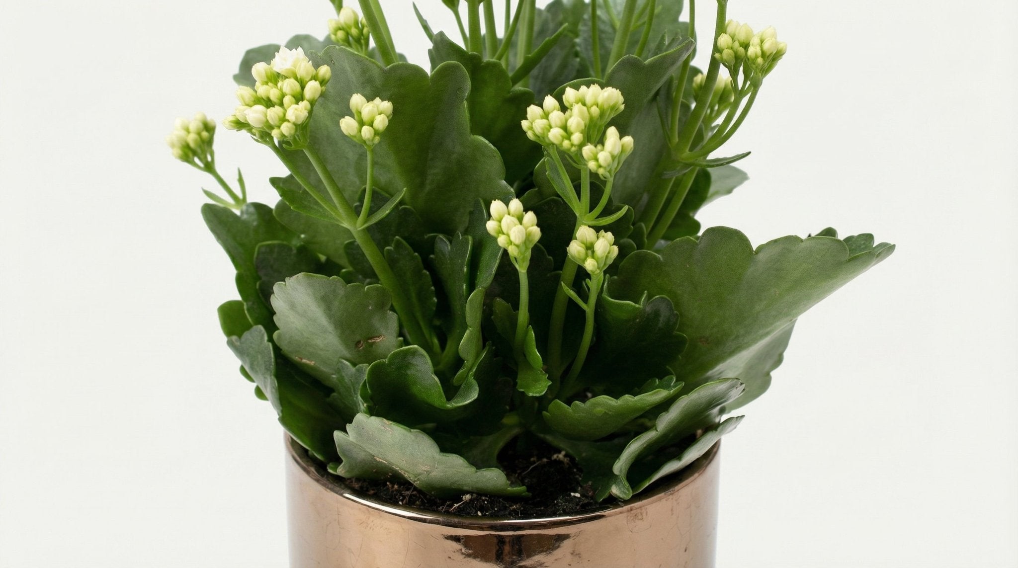 Kalanchoe White 'White' (met pot) P 12 H 27 cm - 53365 - PlantenShop24