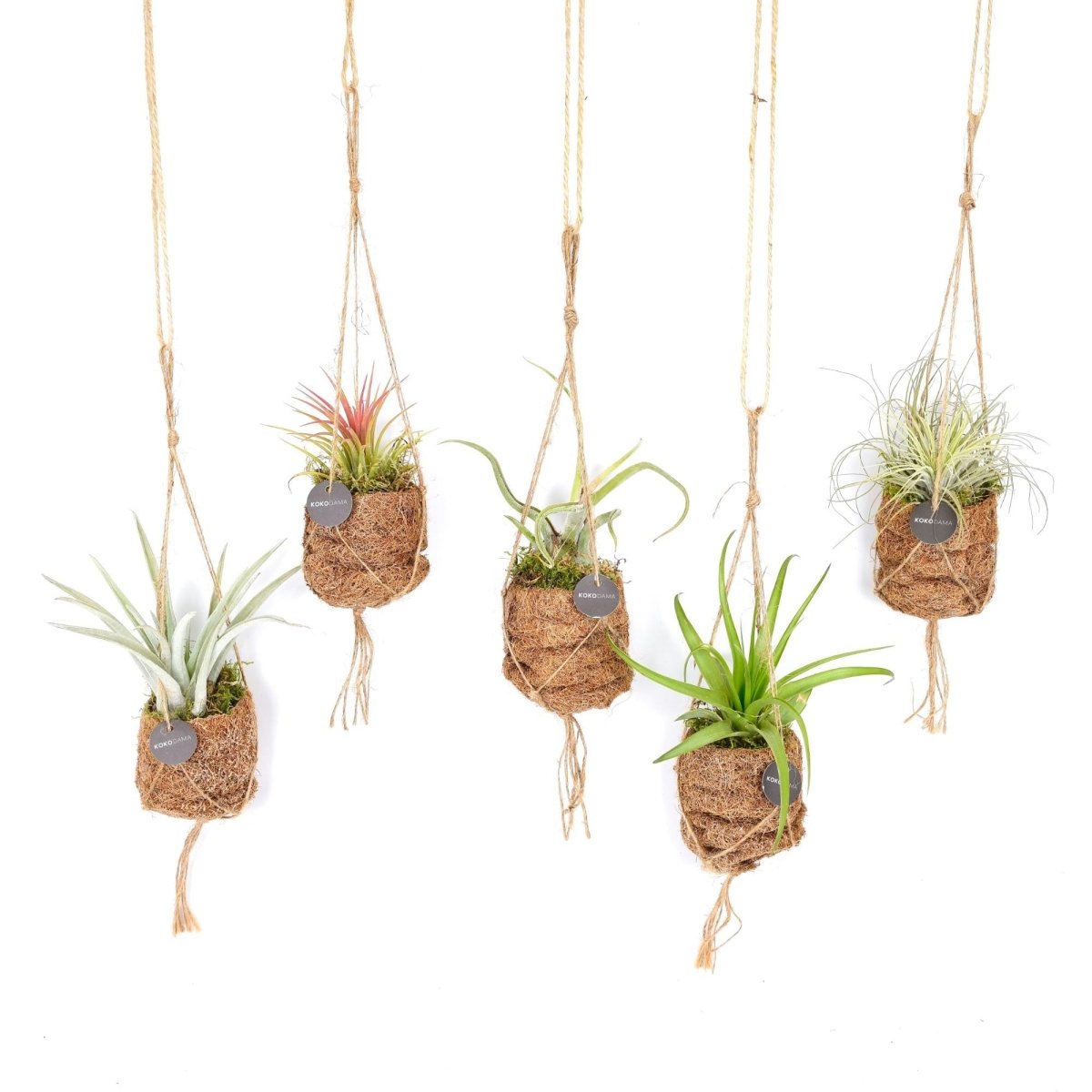 Kokodama Birdnest Tillandsia Mix (8x) P 7 H 5 cm - 30339 - PlantenShop24