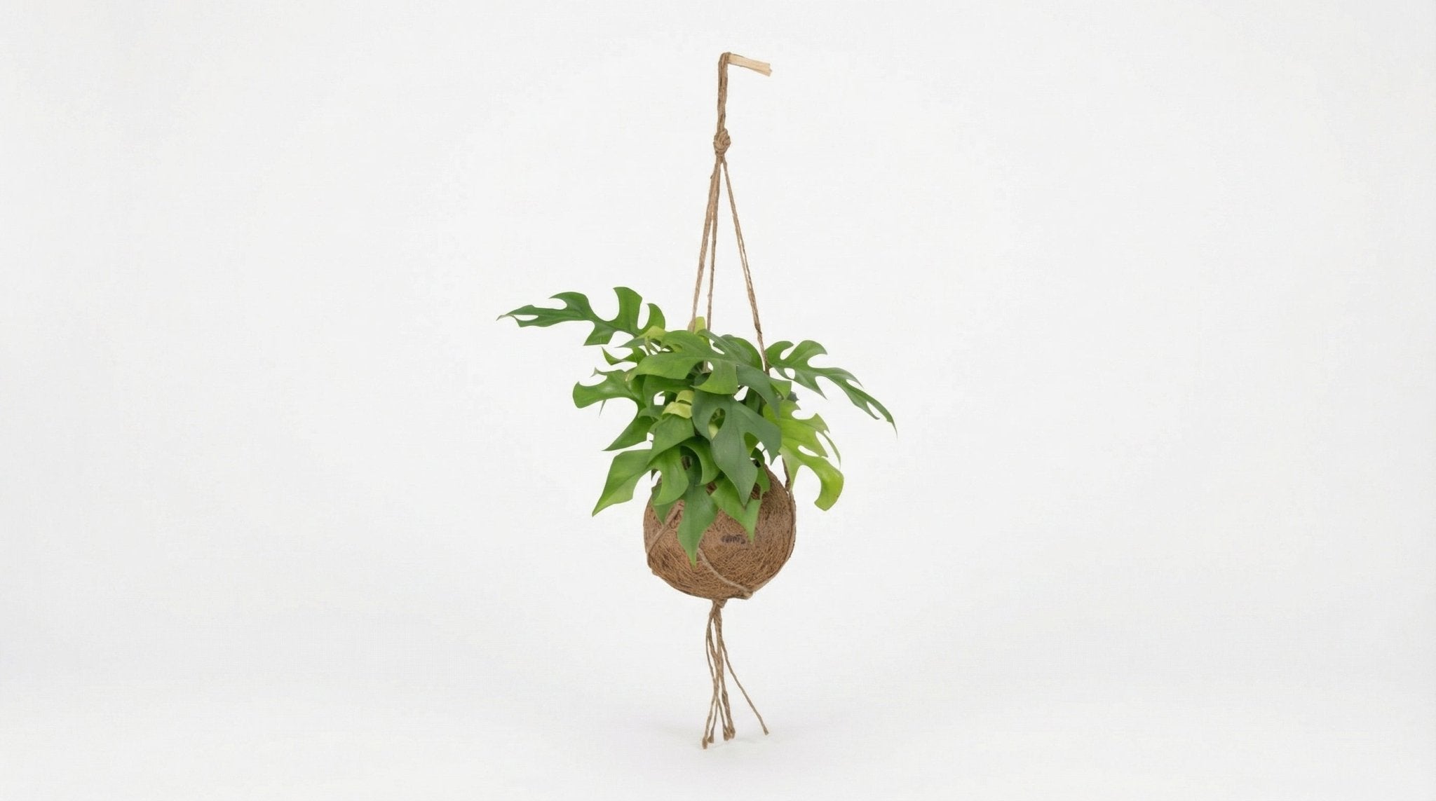 Kokodama Monstera Minima Hang H 25 cm - 2893 - PlantenShop24