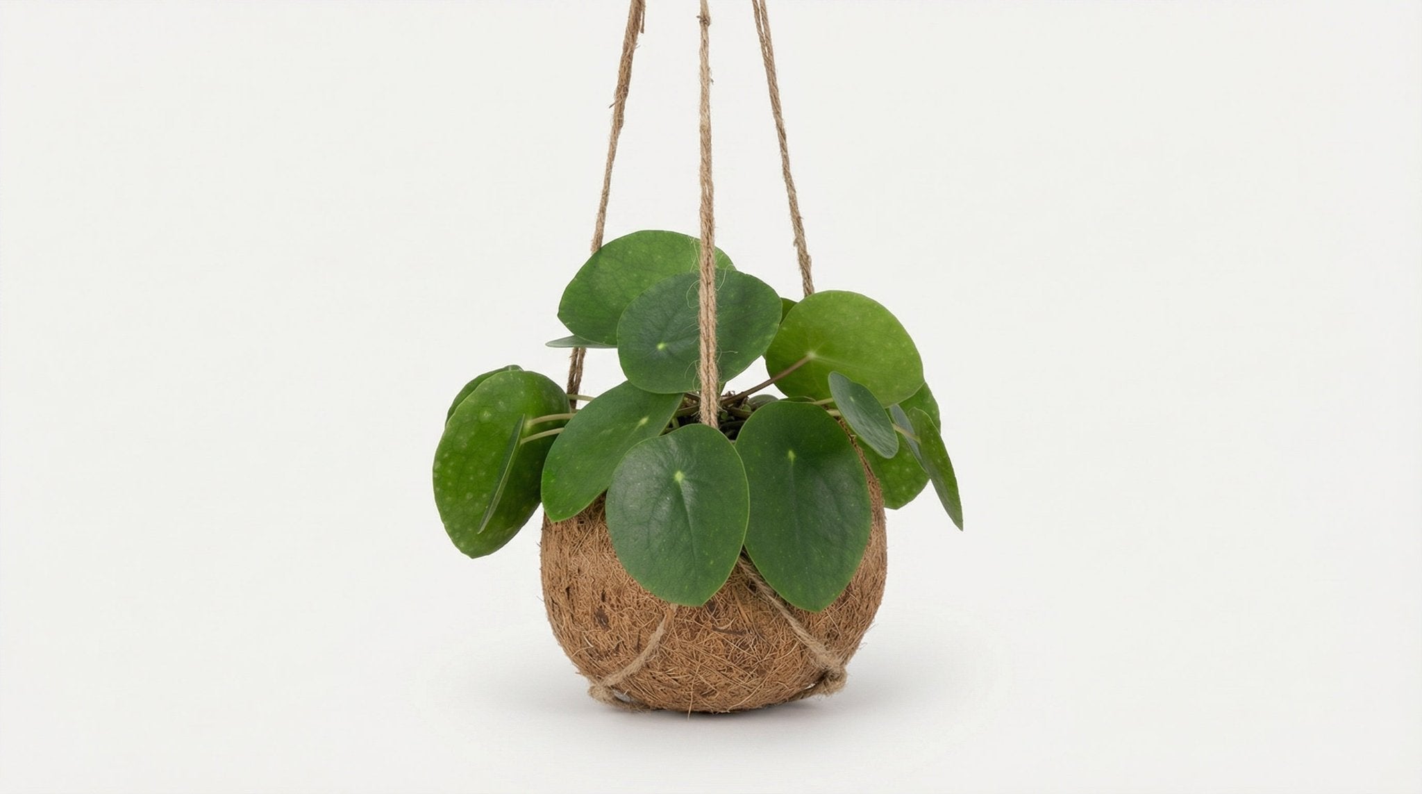 Kokodama Pilea Peperomiodes P 15 H 20 cm - 5235 - PlantenShop24