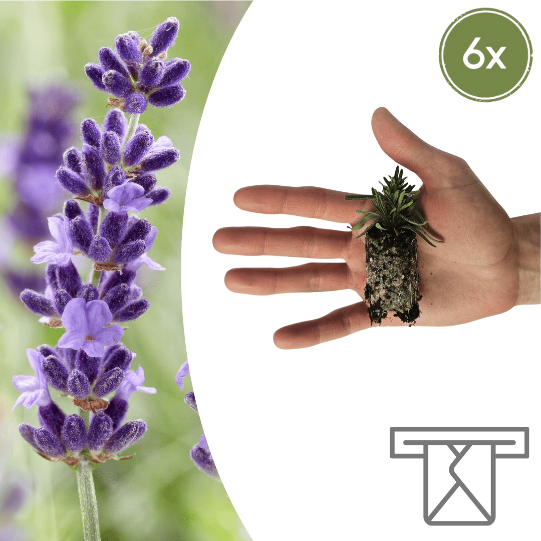 Lavandula 'Hidcote' Zelf Kweken (plug) (6 stuks) potmaat 3 cm hoogte 4 cm - 49101 - PlantenShop24