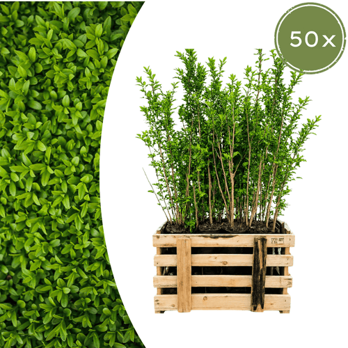 Ligustrum Ovalifolium (minipalletdeal 50 stuks) potmaat 19 cm hoogte 60 tot 80 cm - 59323 - PlantenShop24