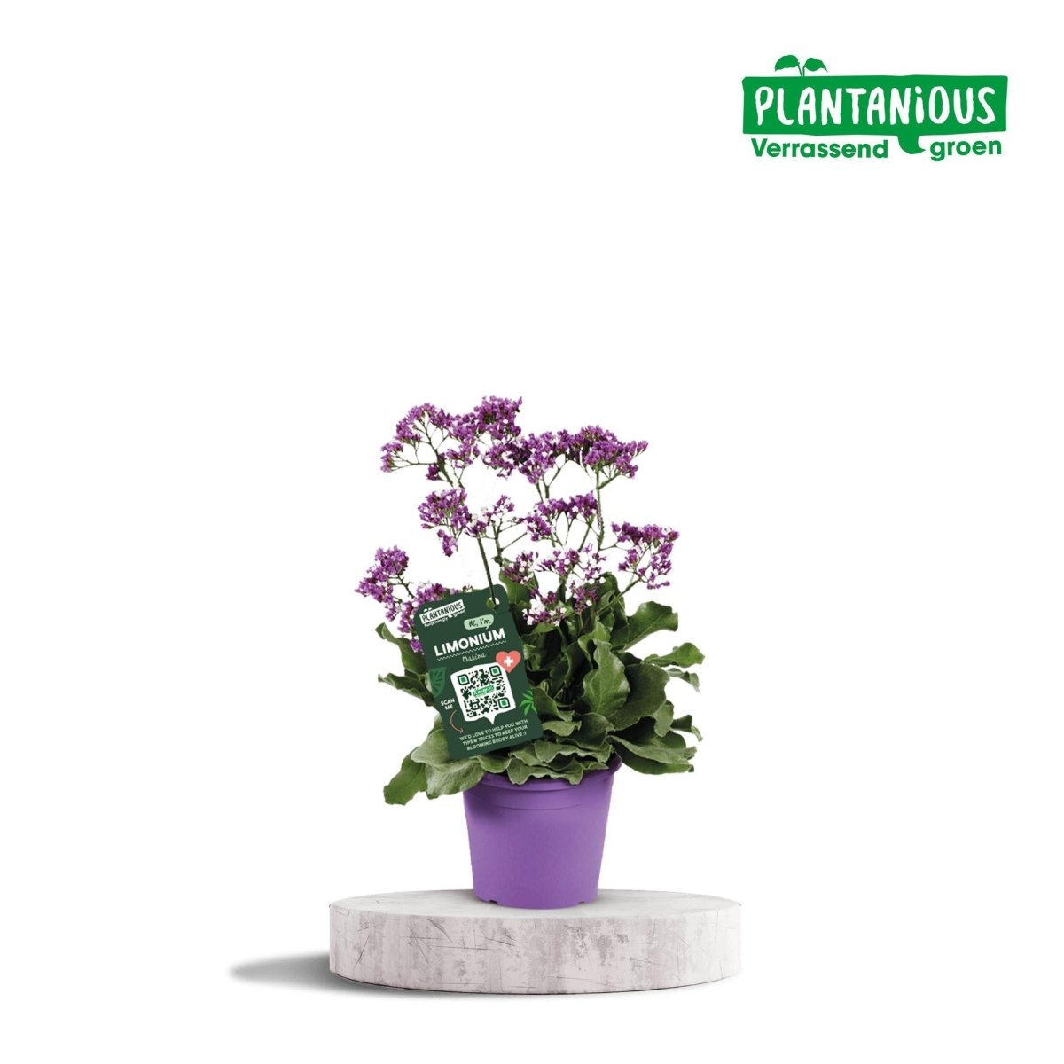Limonium Salt Lake 'Salt Lake' P 19 H 60 cm - 29893 - PlantenShop24
