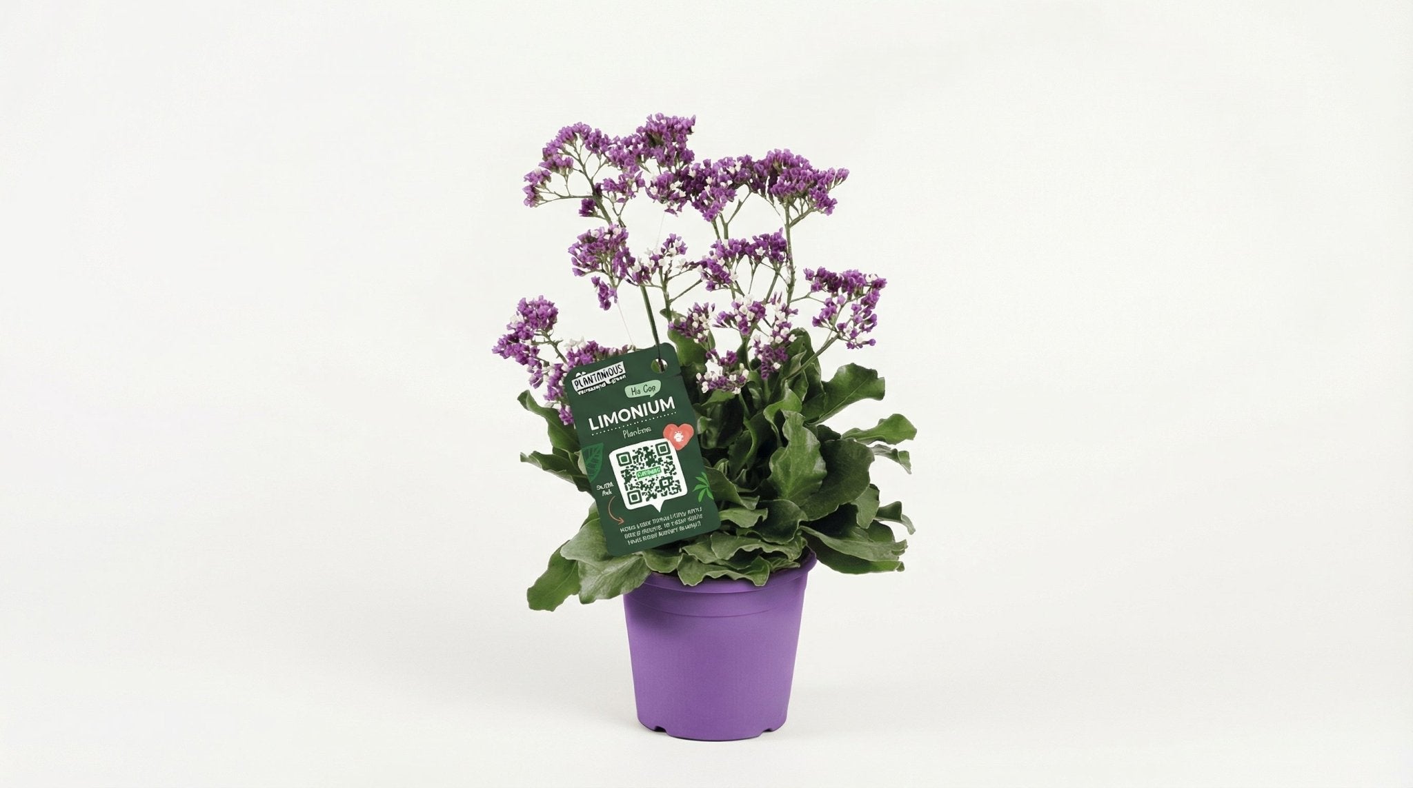 Limonium Salt Lake 'Salt Lake' P 19 H 60 cm - 29893 - PlantenShop24