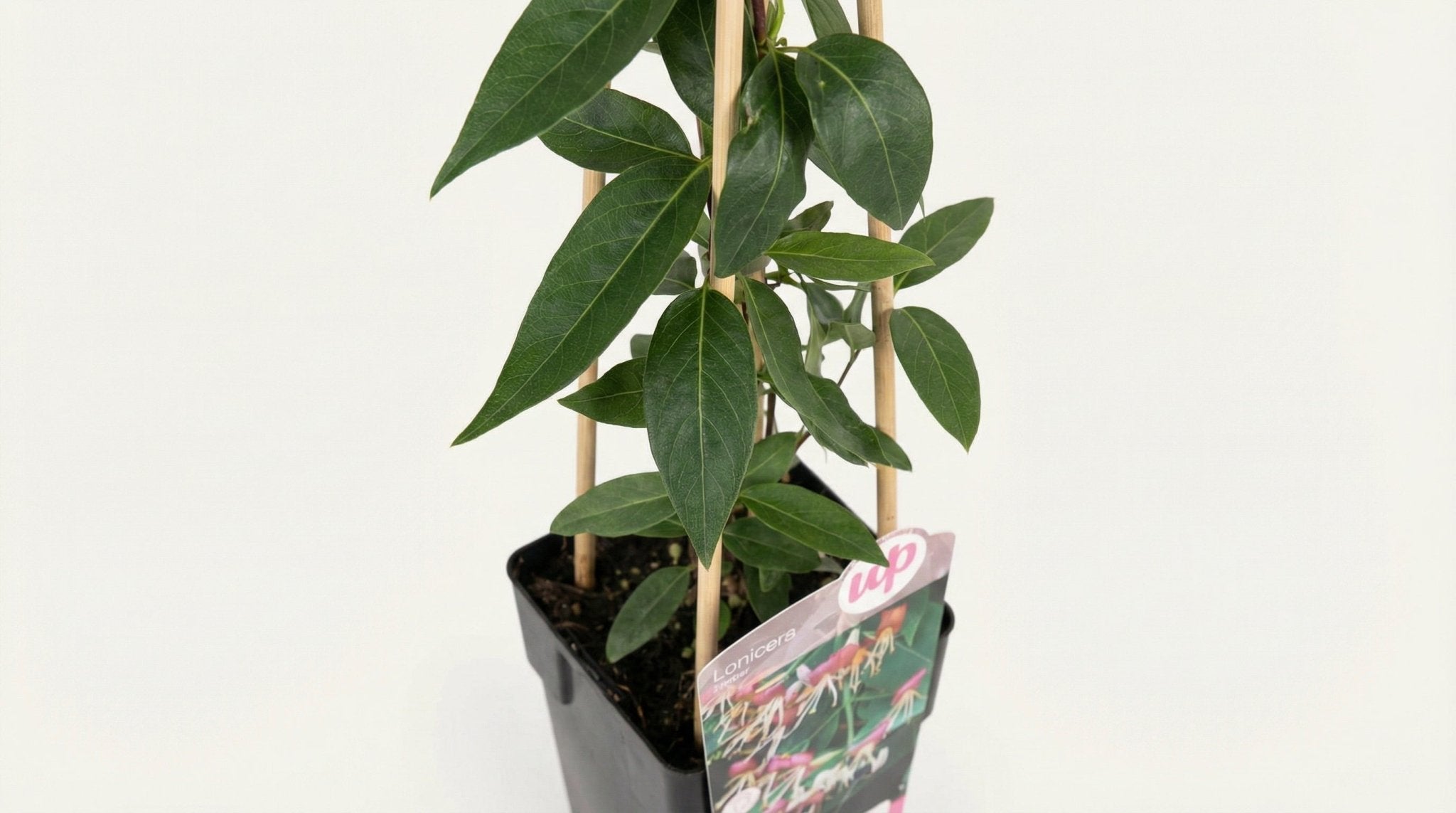 Lonicera Henryi P 15 H 65 cm - 6664 - PlantenShop24