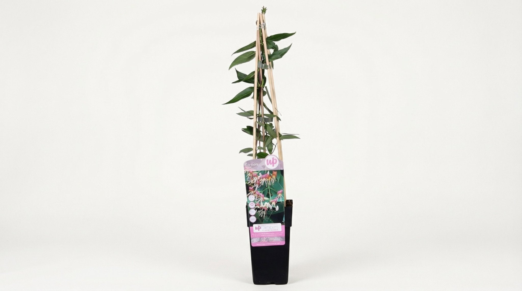 Lonicera Henryi P 15 H 65 cm - 6664 - PlantenShop24