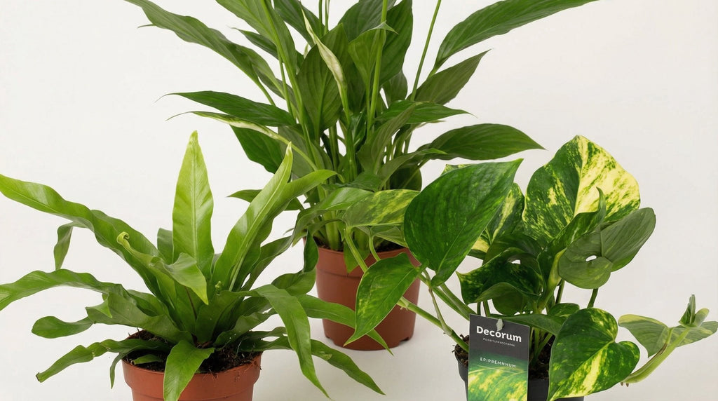 Luchtzuiverende Mix (3 Stuks) P 12 H 20 tot 45 cm - 22676 - PlantenShop24